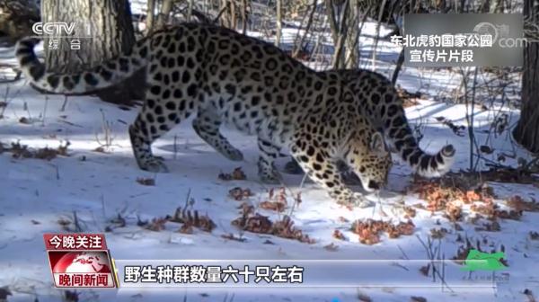 东北虎豹数量逐渐增加，国家公园照亮虎豹“回乡”之路！