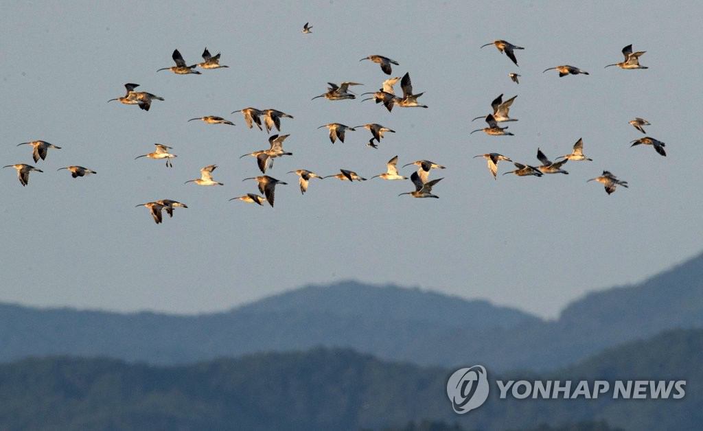 韩国：候鸟迁徙季 展现秋日自然奇观
