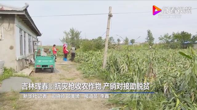 吉林珲春：抗灾抢收农作物 产销对接助脱贫