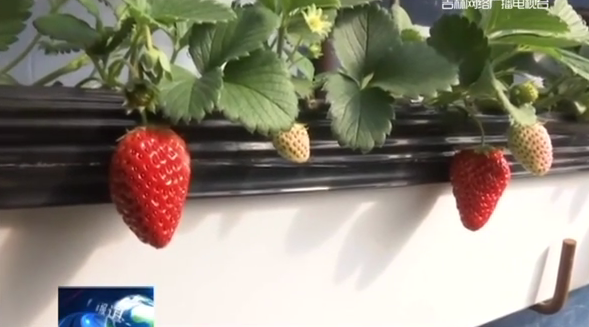珲春：草莓大棚里的“幸福”味道
