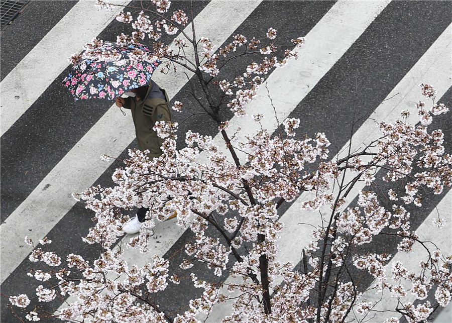 韩国首尔街头樱花绽放