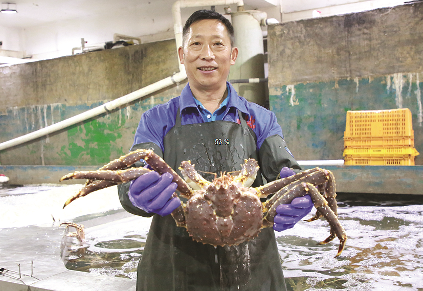 珲春禾合海鲜公司工人展示帝王蟹